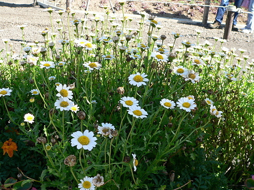 花色圖鑑-白花朵(白色系列)