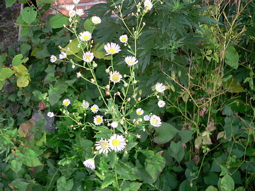 花色圖鑑-白花朵(白色系列)