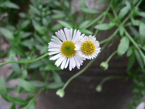 花色圖鑑-白花朵(白色系列)