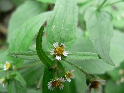 花色圖鑑-白花朵(白色系列)