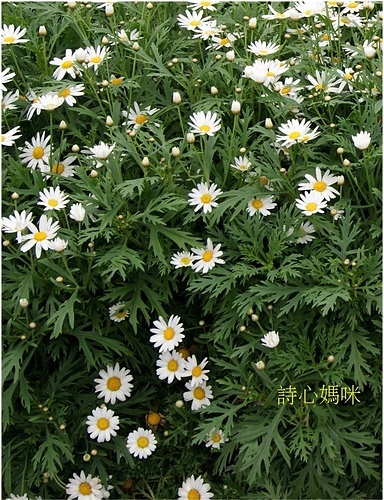 花色圖鑑-白花朵(白色系列)