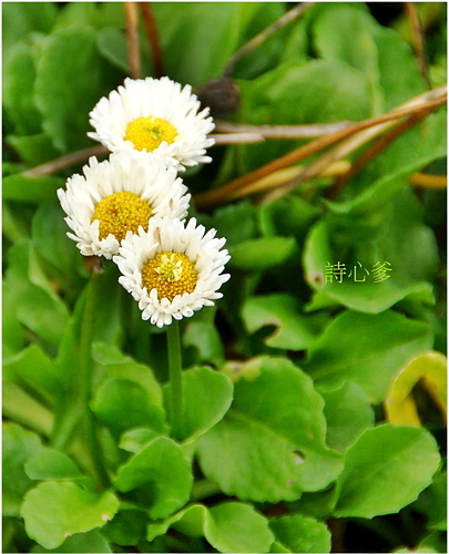 花色圖鑑-白花朵(白色系列)