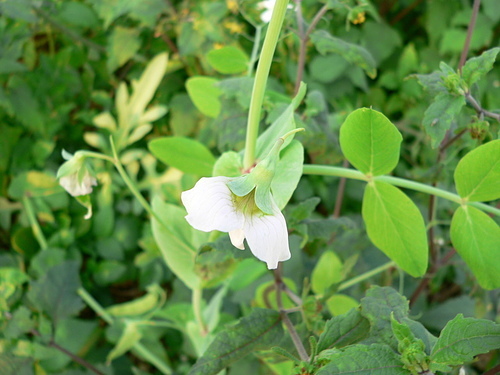 花色圖鑑-白花朵(白色系列)