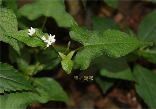 花色圖鑑-白花朵(白色系列)