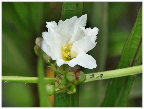 花色圖鑑-白花朵(白色系列)
