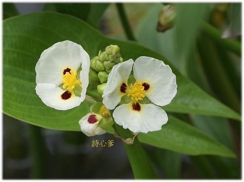 花色圖鑑-白花朵(白色系列)