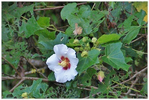 花色圖鑑-白花朵(白色系列)
