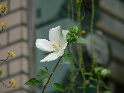 花色圖鑑-白花朵(白色系列)