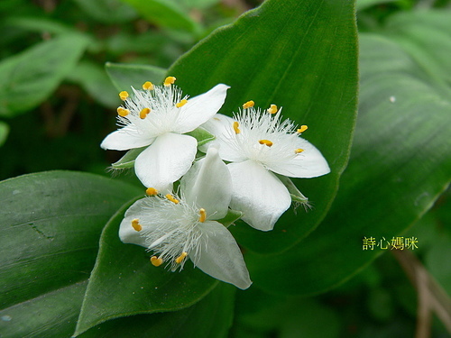 花色圖鑑-白花朵(白色系列)