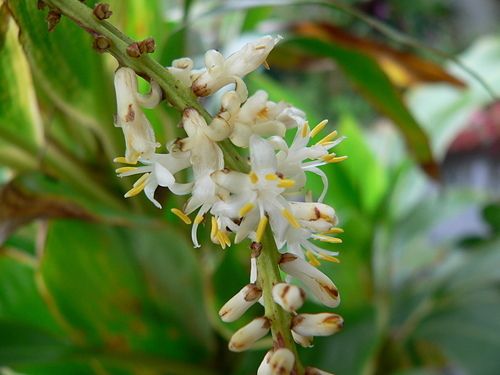 花色圖鑑-白花朵(白色系列)