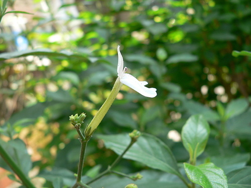 花色圖鑑-白花朵(白色系列)