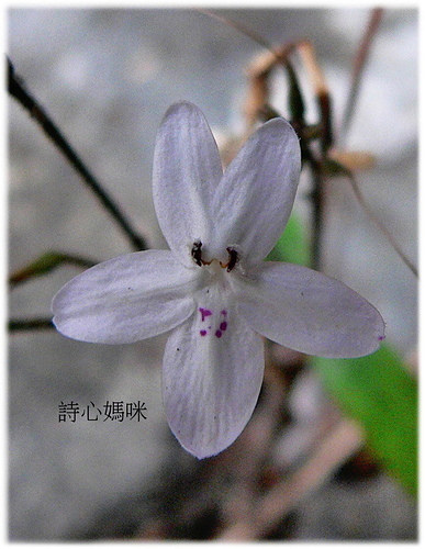 花色圖鑑-白花朵(白色系列)