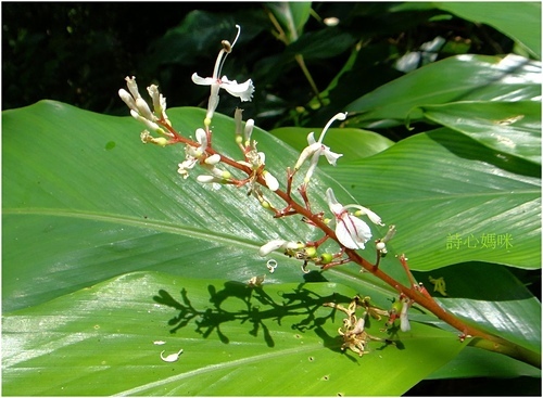 花色圖鑑-白花朵(白色系列)