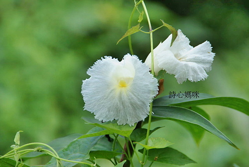 花色圖鑑-白花朵(白色系列)