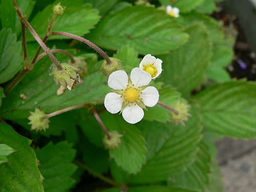 花色圖鑑-白花朵(白色系列)