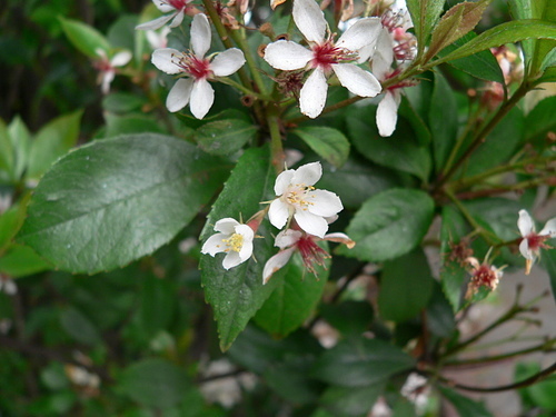 花色圖鑑-白花朵(白色系列)
