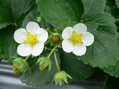 花色圖鑑-白花朵(白色系列)