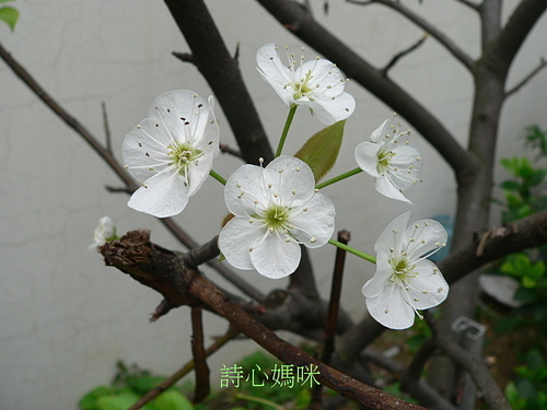 花色圖鑑-白花朵(白色系列)