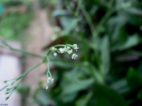 花色圖鑑-白花朵(白色系列)