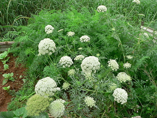 花色圖鑑-白花朵(白色系列)