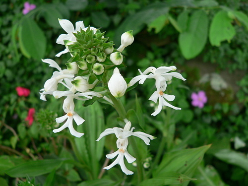 花色圖鑑-白花朵(白色系列)