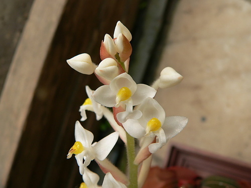 花色圖鑑-白花朵(白色系列)