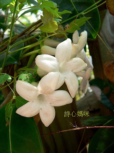 花色圖鑑-白花朵(白色系列)