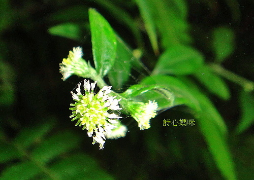 花色圖鑑-白花朵(白色系列)