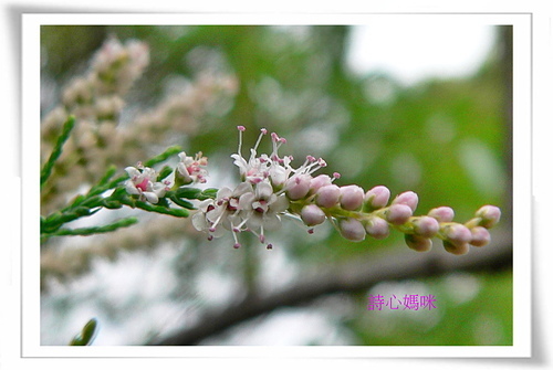 花色圖鑑-白花朵(白色系列)