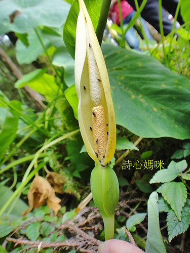 花色圖鑑-白花朵(白色系列)