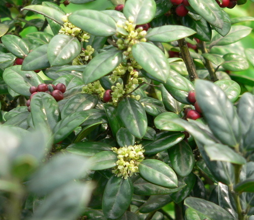 花色圖鑑-白花朵(白色系列)