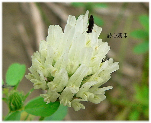 花色圖鑑-白花朵(白色系列)