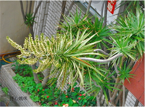 花色圖鑑-白花朵(白色系列)