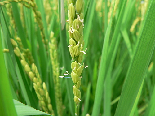 花色圖鑑-白花朵(白色系列)