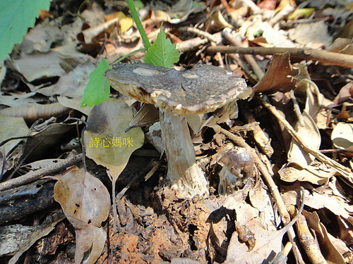 真菌界-野生菇蕈圖鑑 真菌界-野生菇蕈圖鑑