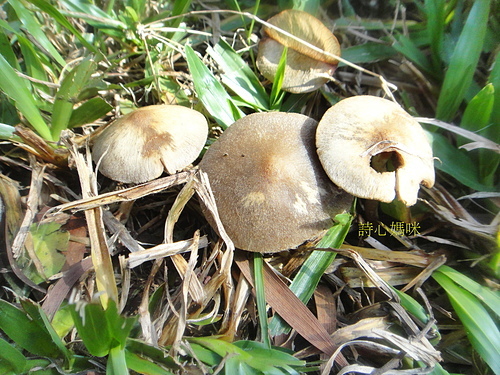 真菌界-野生菇蕈圖鑑