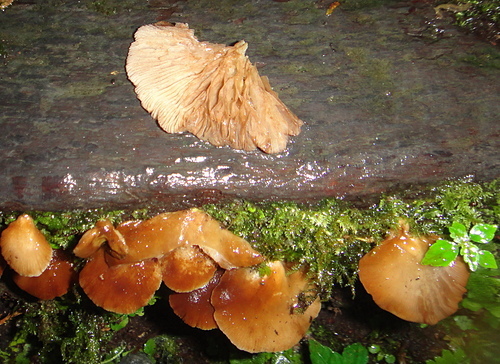 真菌界-野生菇蕈圖鑑