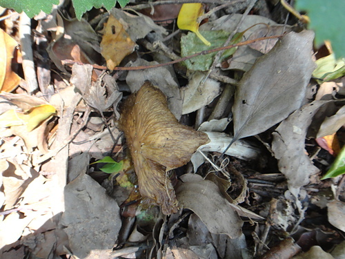 真菌界-野生菇蕈圖鑑