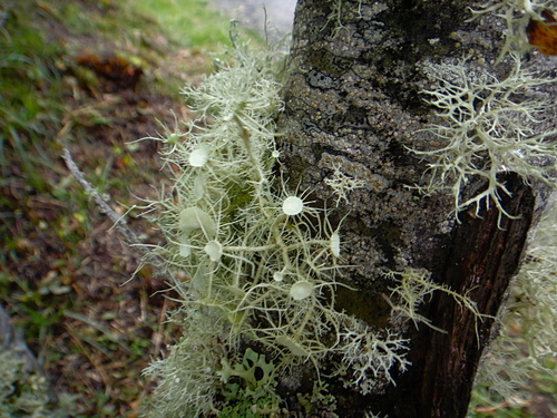 真菌界-野生菇蕈圖鑑