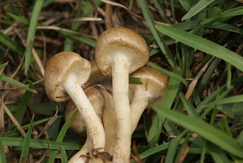 野蘑菇(草地蘑菇) -五朵褐黃草菇 野蘑菇(草地蘑菇) -五朵褐黃草菇