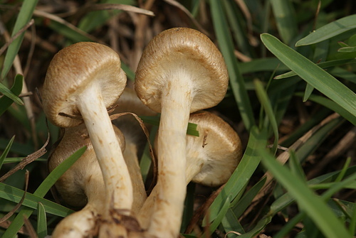 野蘑菇(草地蘑菇) -五朵褐黃草菇 野蘑菇(草地蘑菇) -五朵褐黃草菇
