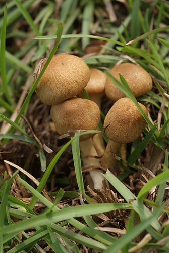 野蘑菇(草地蘑菇) -五朵褐黃草菇 野蘑菇(草地蘑菇) -五朵褐黃草菇