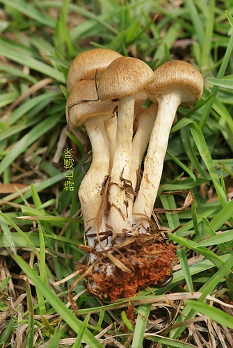 野蘑菇(草地蘑菇) -五朵褐黃草菇 野蘑菇(草地蘑菇) -五朵褐黃草菇
