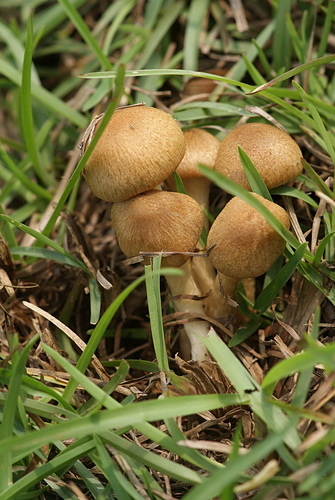 野蘑菇(草地蘑菇) -五朵褐黃草菇 野蘑菇(草地蘑菇) -五朵褐黃草菇