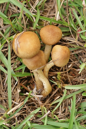 野蘑菇(草地蘑菇) -五朵褐黃草菇 野蘑菇(草地蘑菇) -五朵褐黃草菇