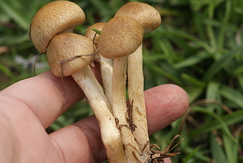 野蘑菇(草地蘑菇) -五朵褐黃草菇 野蘑菇(草地蘑菇) -五朵褐黃草菇