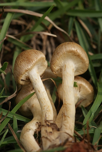 野蘑菇(草地蘑菇) -五朵褐黃草菇 野蘑菇(草地蘑菇) -五朵褐黃草菇