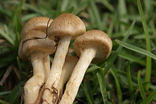 野蘑菇(草地蘑菇) -五朵褐黃草菇 野蘑菇(草地蘑菇) -五朵褐黃草菇