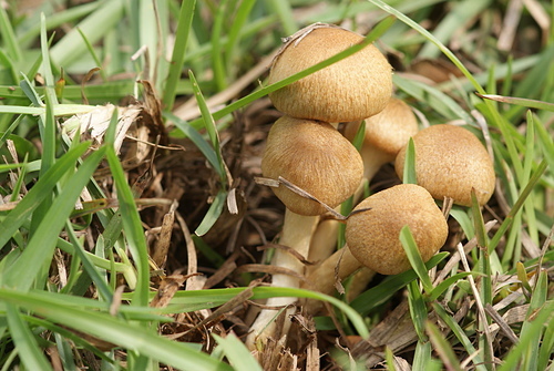 野蘑菇(草地蘑菇) -五朵褐黃草菇 野蘑菇(草地蘑菇) -五朵褐黃草菇