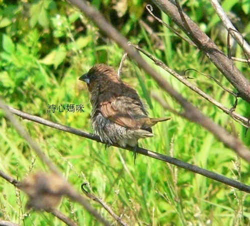 復旦社區冬天的留鳥與候鳥 復旦社區冬天的留鳥與候鳥